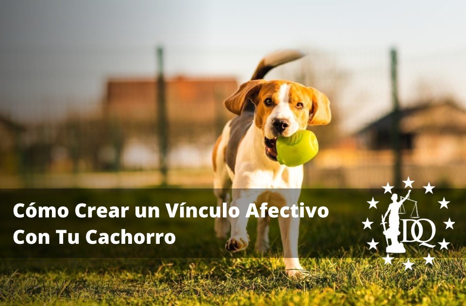 Cómo Crear un Vínculo Afectivo Con Tu Cachorro