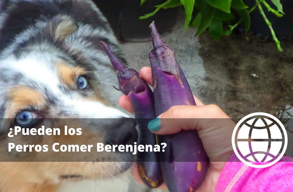 Pueden los Perros Comer Berenjena