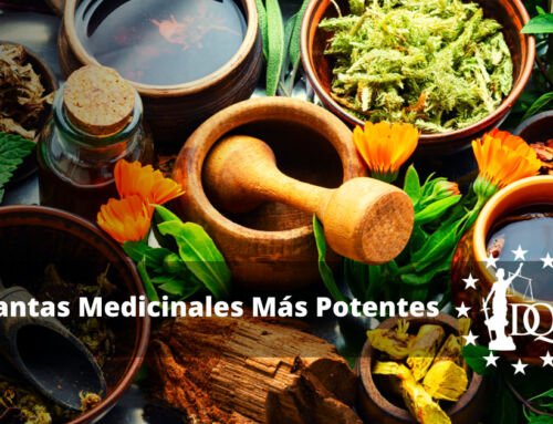 Plantas Medicinales Más Potentes