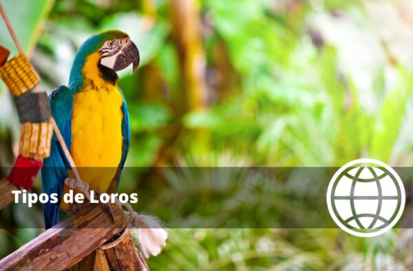 Tipos de Loros